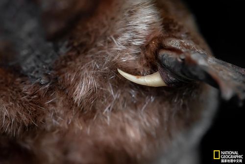 研究人员必须小心地避开雄性鸭嘴兽后腿上的毒刺.