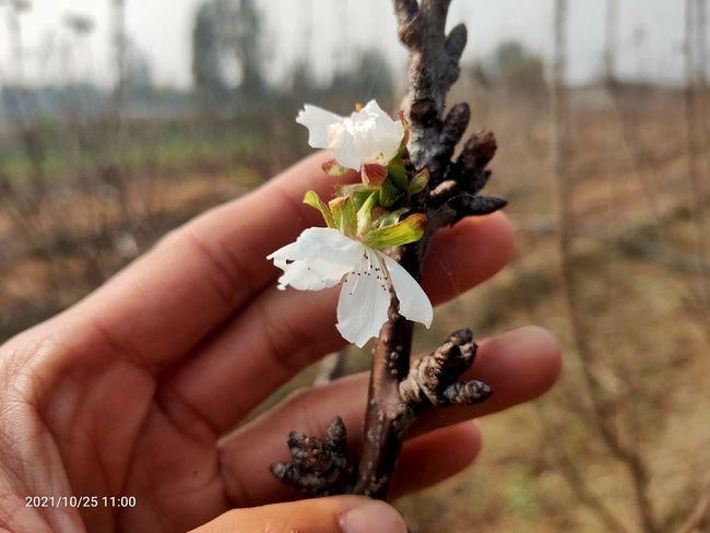 你种的樱桃树花芽好孬你知道吗