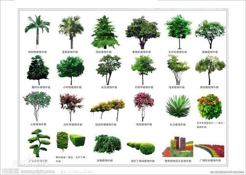 试论在边坡生态防护中灌木的作用