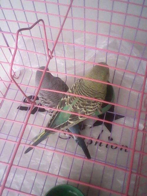 白牡丹鹦鹉和什么颜色的牡丹鹦鹉配对比较好