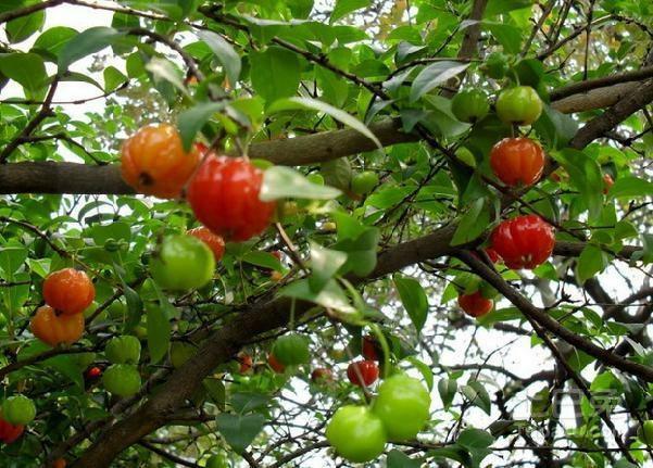 供应8-10cm 全冠 红果仔树 假植苗巴西红果 红果仔