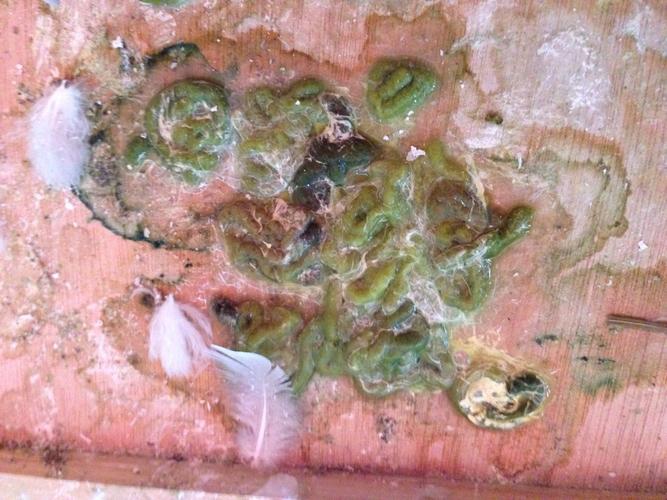 请问鸽友们这粪便是得了什么病