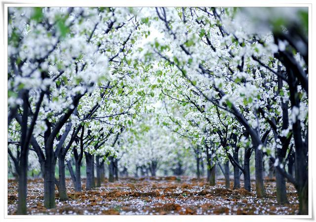 杏花开罢梨花登场,千树万树梨花开,唯美梨花诗词!