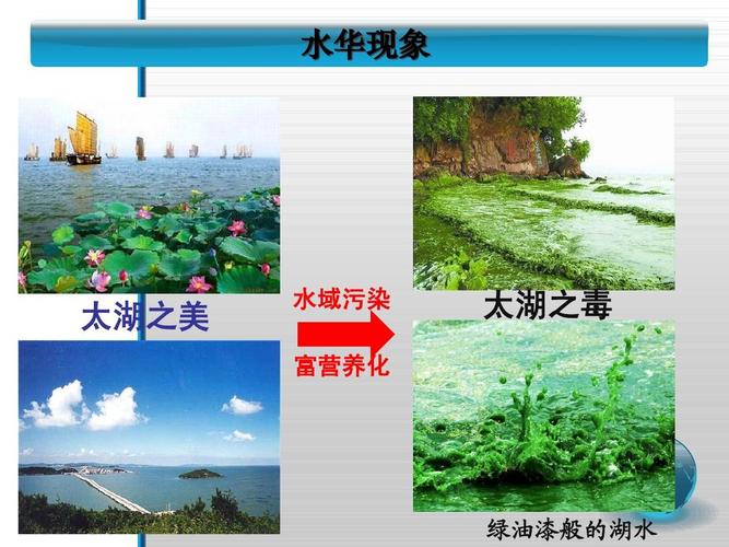 生物第一册第一章 水华现象 水域污染 太湖之毒 太湖之美 富营养化 绿
