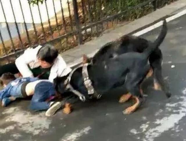 武汉一小区现恶狗伤人未拴绳恶犬扑咬6岁孩子狗主人拒不承认声称没