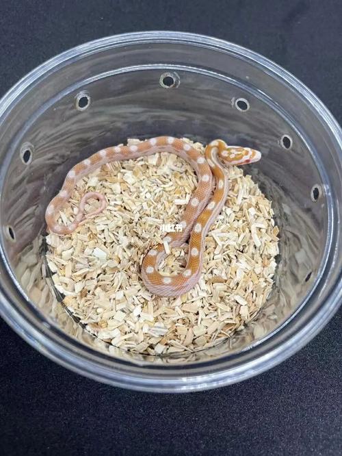 牛油圈玉米蛇_玉米_宠物_新手_玉米蛇_宠物_宠物其他