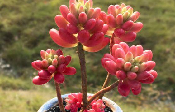 养盆多肉"虹之玉锦",记住3个小技巧,养出红粉通透的虹之玉锦