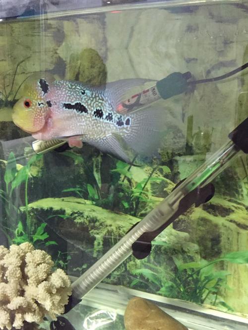 罗汉鱼肚子下面出来东西,请教大家