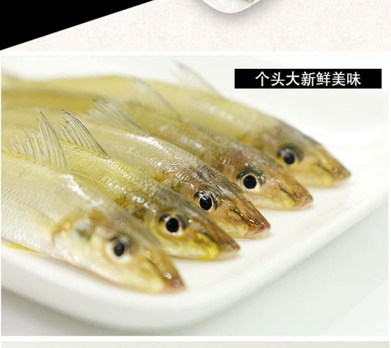 广西北海特产 野生海钓沙尖鱼 深海海鱼水产鲜活 沙丁