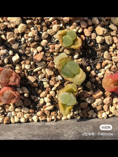 播种人的吃土日常_肉锥播种_家居家装_家居装饰_花艺