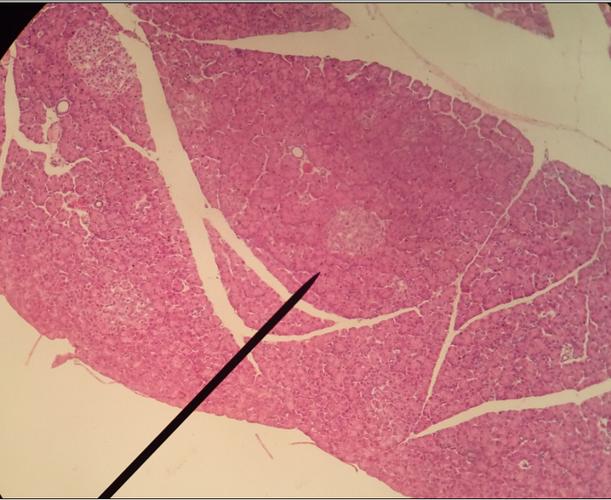 人胰腺(示胰岛) - 人组织学切片-其他产品-产品中心 - 生物科普标本