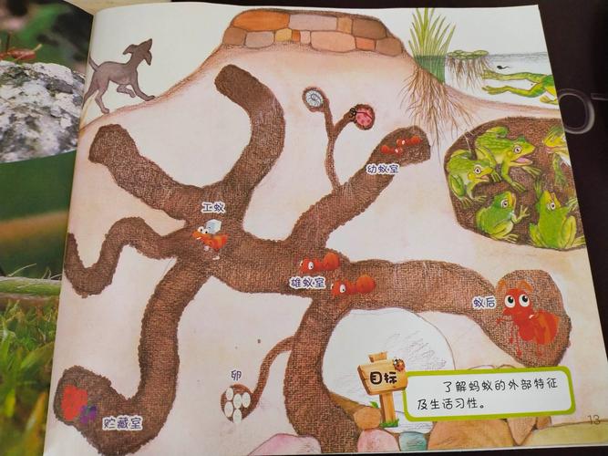 秘密不少 写美篇         蚂蚁一般在地下或树上筑巢,巢穴的规模通常