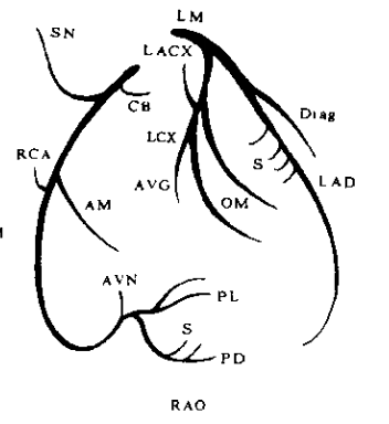 正常冠状动脉的x线解剖示意图