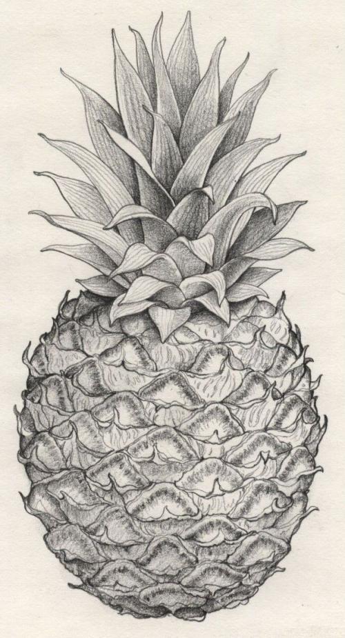 菠萝素描画