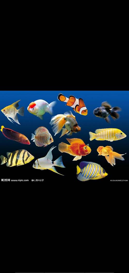 西沙群岛里的鱼