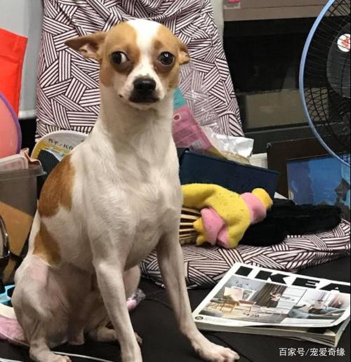 吉娃娃与比特犬杂交出新品种,网友:暴脾气加攻击力,这