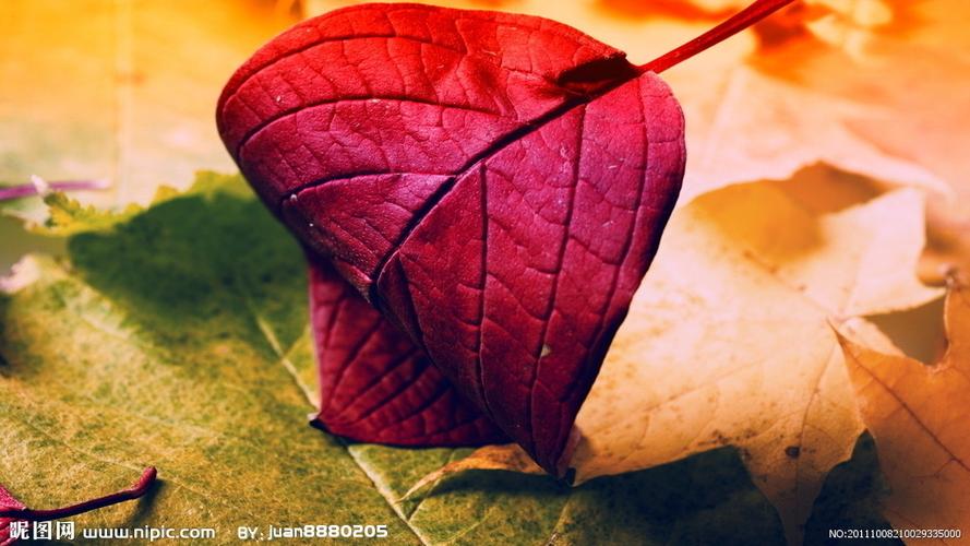 树叶摄影图__树木树叶_生物世界_摄影图库_昵图网.