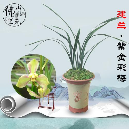 兰花兰花紫紫金彩梅建兰四季花苗香兰绿植植物花卉
