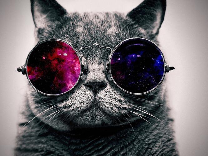 可爱的猫与太阳镜,非常酷 壁纸 - 1600x1200