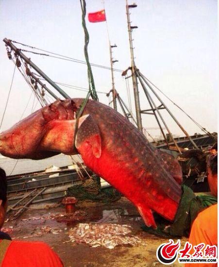 日照渔民再获5000斤巨鱼 疑似鲨鱼浑身红色/图【3】