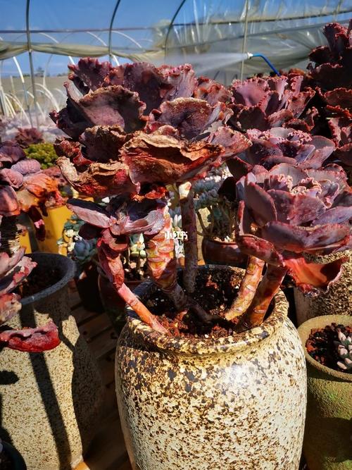 女王花粒,法国皇后,狂野男爵_男爵_多肉植物_多肉控_家居家装_家居