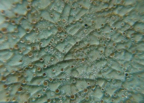 宋汝窑唐诗瓷板 纠正皮诗现真文