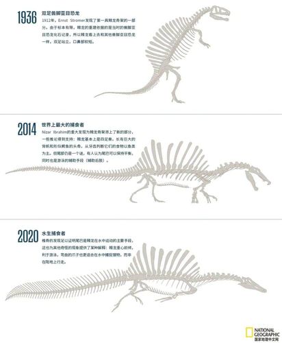 大约9500万年至1亿年前,两只埃及棘龙在河流系统中捕食史前帆锯鳐.