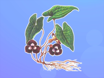 长茎金耳环