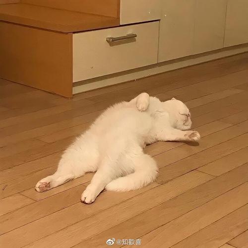 请问友友们有没有躺平的表情包或头像