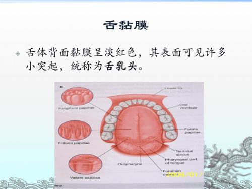 舌部解剖图文