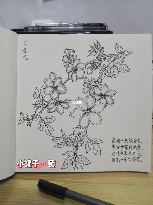 迎春花94_临摹_线描画_文化_绘画