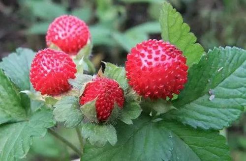 中草药讲解:蛇莓