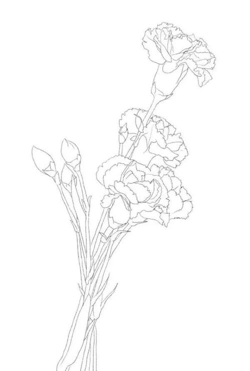 母亲节:画一朵母爱之花康乃馨