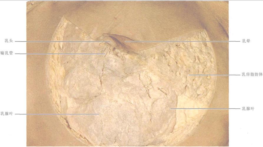 图2-4-6 女性乳房-新编人体解剖学-医学