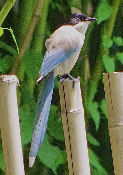 山里看到过很长尾巴的鸟想问问是啥已解决