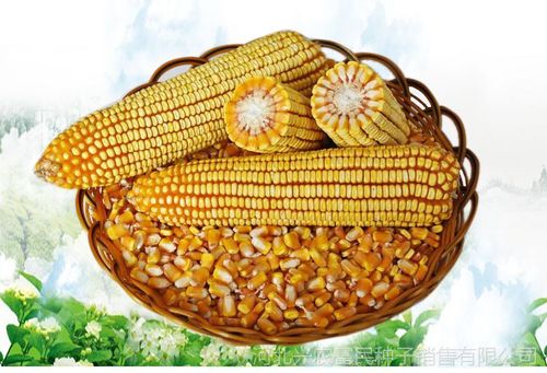 兰德泽农杂交玉米种子批发长城306高产扛病秋乐大田用种饲料品种