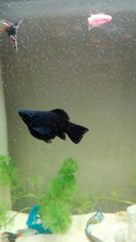 我家黑玛丽鱼是不是要下小鱼了?大概还需要几天呢?