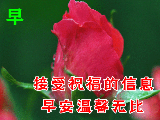 11月3日最漂亮早上好动态表情图片大全,秋天早安问候