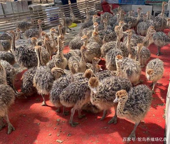 鸵鸟养殖场冬季怎样养殖鸵鸟苗