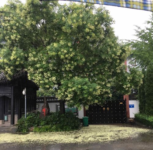 雨中,国槐花落了一地.