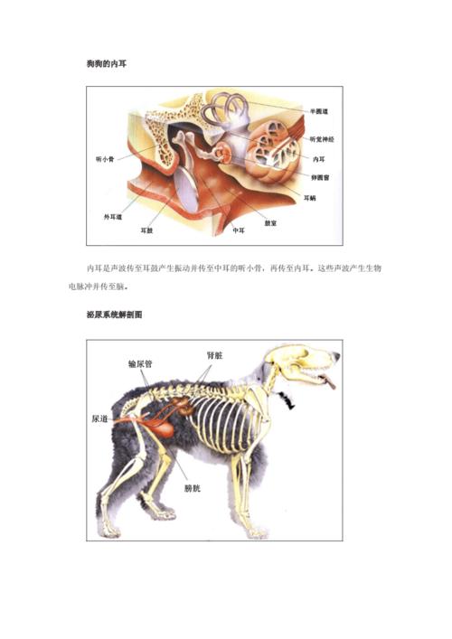 狗狗身体构造结构图.doc 8页
