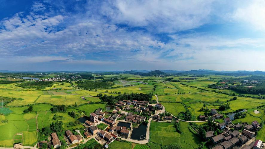 2021年7月4日,江西省抚州市金溪县合市镇大耿村广袤的田园,早稻泛黄