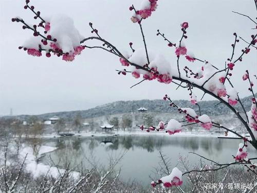 北京香山下雪了,雪花覆盖着还未绽放的梅花,显得格外的唯美