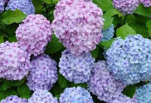 臭绣球花的毒性主要存在于它的汁液当中,人如果不小心吃了,就会生病.