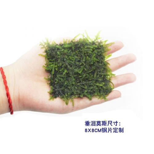 莫斯养鱼鱼缸装饰造景沉木水草散装垂泪慕斯真水草莫丝活水草植物