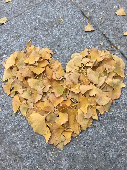 用银杏叶摆成一个心型,希望世间所有人都有一颗爱心.