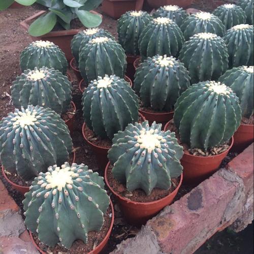 王冠龙仙人球实生11-13cm 大个多肉无刺 稀有品种防辐射 包邮