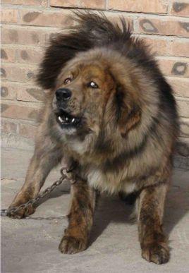 虎斑藏獒