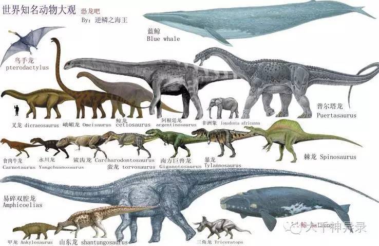 恐龙(不包含鸟类)是群生存于陆地上的主龙类爬行动物,四肢直立于身体