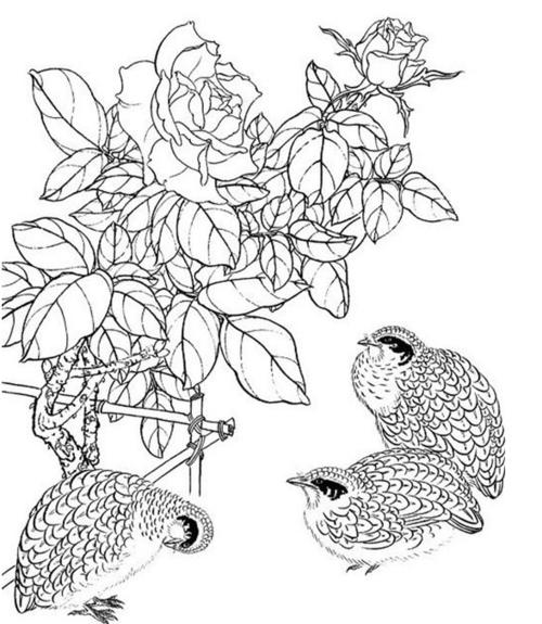 花鸟工笔画白描底稿1花鸟工笔画白描底稿2花鸟工笔画白描底稿3花鸟